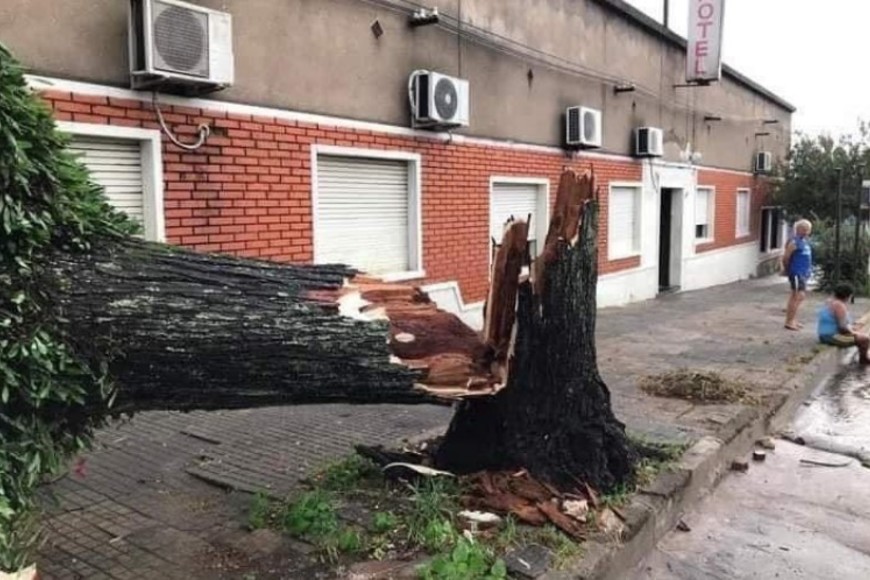 Árboles caídos, una de las consecuencias del temporal en Livramento.