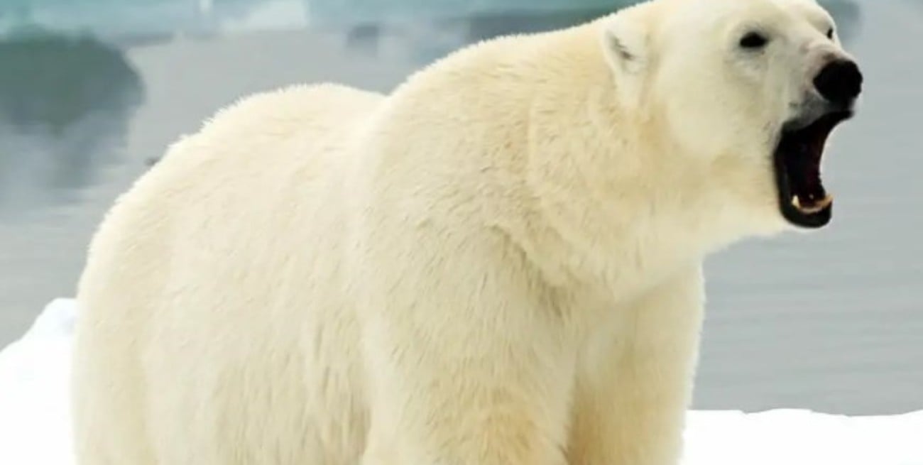 Impacto del calentamiento global en el estrés térmico de los osos polares