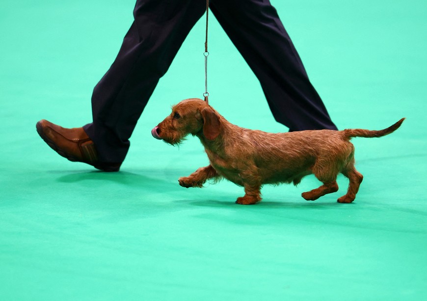 Día Nacional del Perro Salchicha: ¿por qué se celebra cada 1° de febrero?