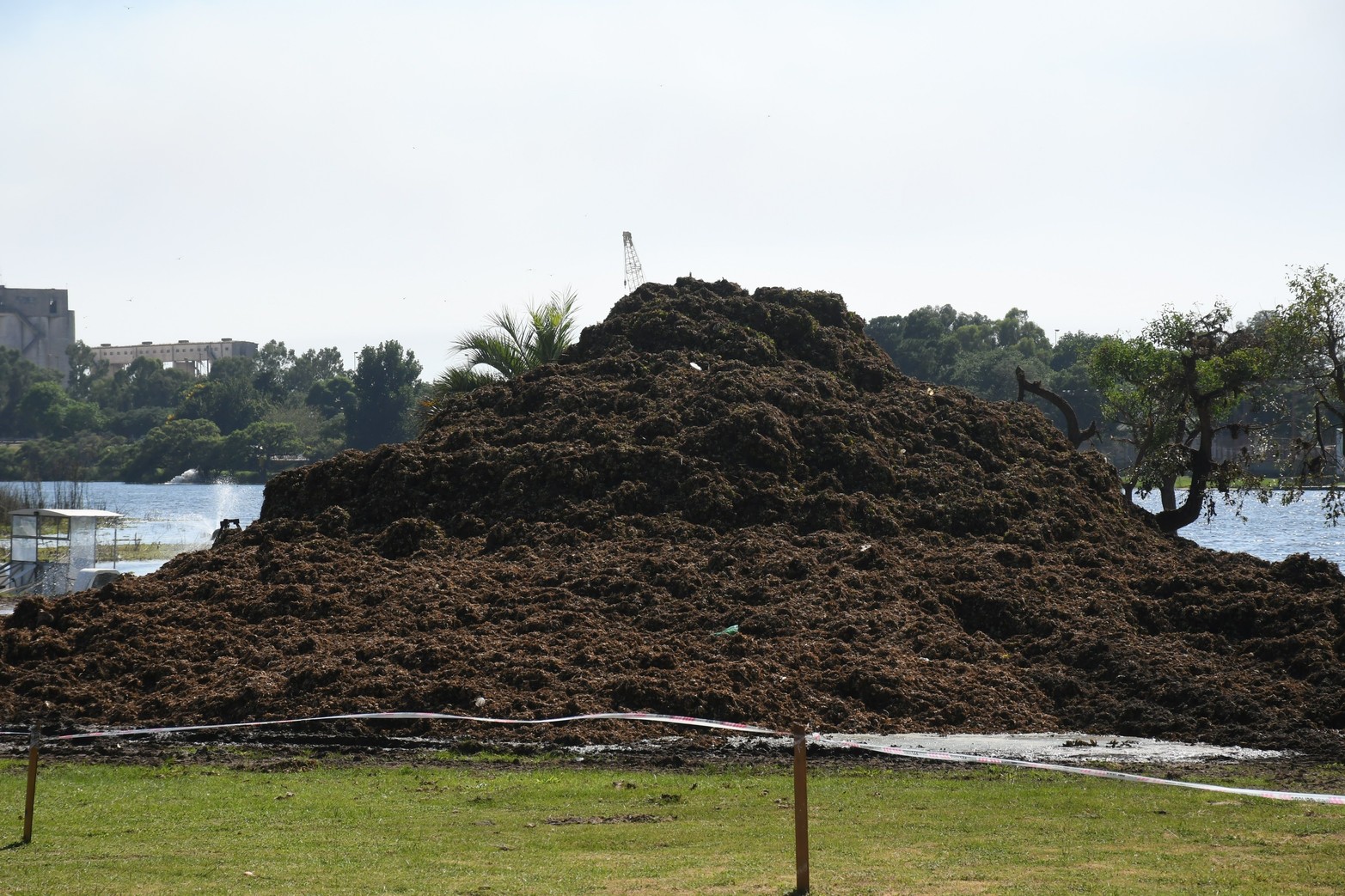 Lago despejado de repollitos . La tarea de la máquina para remover la vegetación acuática llevó un mes. Queda una pequeña porción que es retirada por una retroexcavadora.