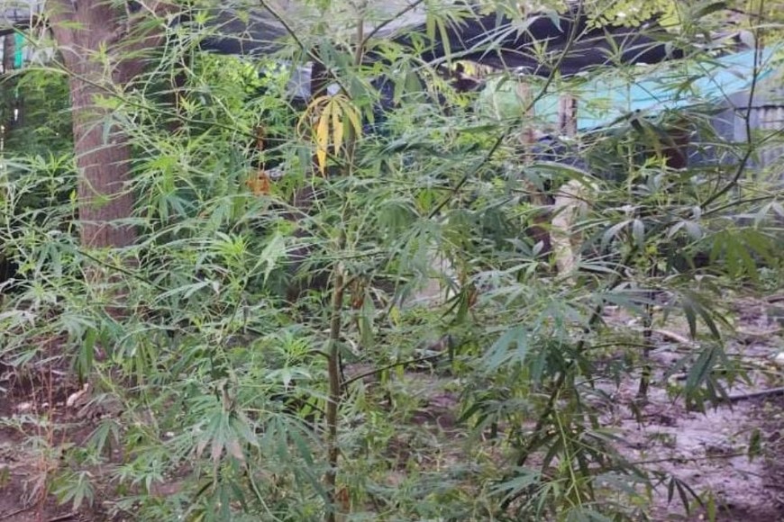 Plantas de marihuana en un galpón, detrás de una vivienda en Díaz.