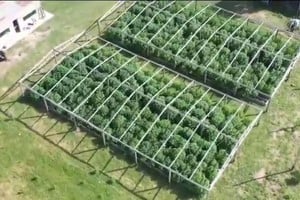 Más de 1.500 plantas de marihuana distribuidas en 5 parcelas fueron halladas en el vivero narco de Arroyo Leyes.