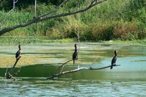 La Reserva Ecológica Ciudad Universitaria es un espacio verde protegido.