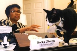 Socks Clinton, el gato presidencial de Estados Unidos que originó la efeméride internacional.