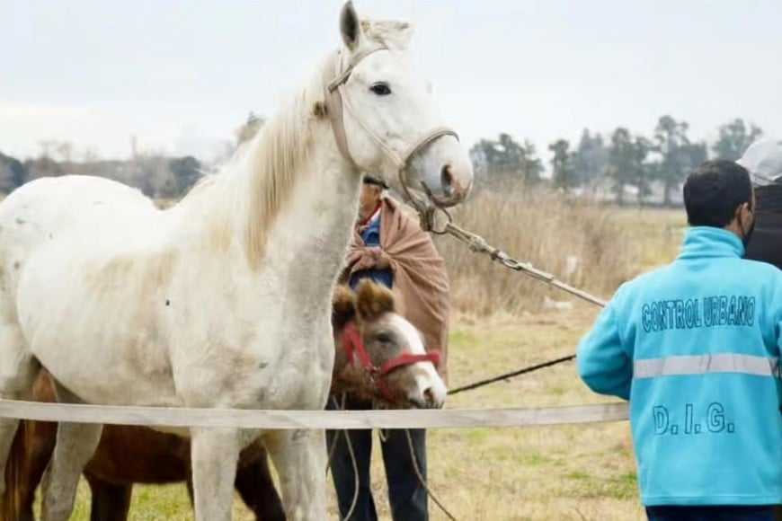 Por el momento, el Municipio no traslada equinos al corral que crearon especialmente para poder albergarlos.