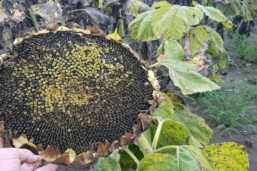 Girasol en madurez fisiológica, en el centro sur del departamento Castellanos.