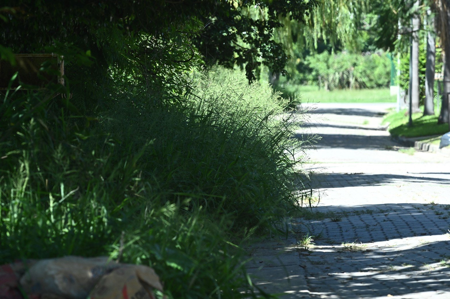 Alertados por vecinos de Guadalupe, El Litoral recorrió el sector de barrio Guadalupe donde se sitúa la plaza Chaplin. 
“Los yuyos tienen 2 metros de altura. Es tremendo el abandono que hay en la zona de las vías”, dijo una vecina. Y agregó: “En la plaza Chaplin vinieron a cortar un poco y dejaron gran parte sin cortar”. 