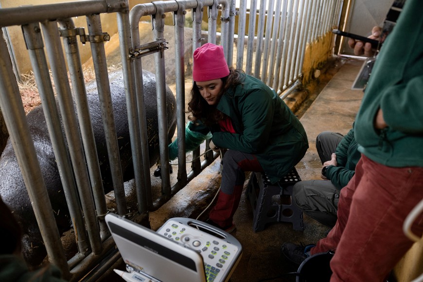 Zoo and Wildlife veterinarian Dr Noi Psaroudaki, 33, performs a prenatal ultrasound to pygmy hippo Lizzie, near Athens, Greece, January 25, 2024. REUTERS/Stelios Misinas