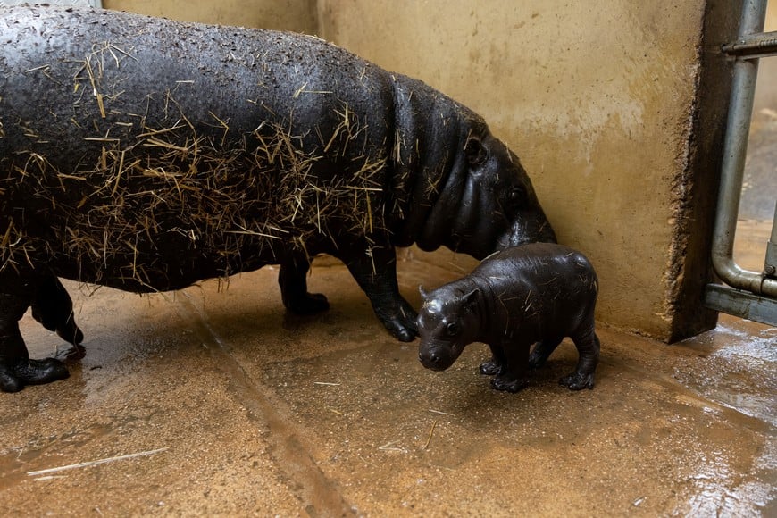 A newborn pygmy hippo stands next to his mother Lizzie in their pen, at the Attica Zoological Park near Athens, Greece, February 27, 2024. REUTERS/Stelios Misinas