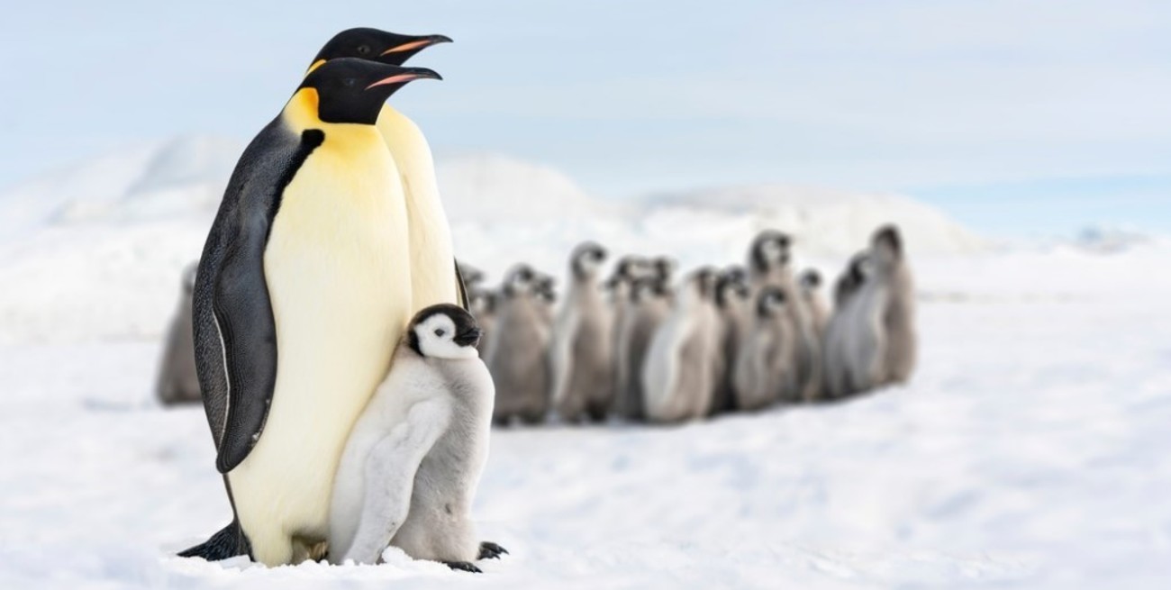 Muerte masiva de crías de pingüino emperador inquieta a los científicos