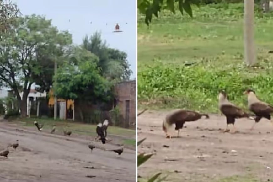 Con los cadáveres de las ratas en las calles, los caranchos irrumpieron en bandada para cumplir con su ecológico en una suerte de aliados a la hora de "desratizar" Los Amores, aunque no dan abasto.