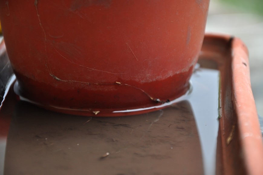 Es importante cepillar los recipientes que se usan como bebederos de las mascotas, y cambiarles el agua a diario. Esta pequeña medida preventiva lleva a matar unos 500 huevos de Aedes aegypti.