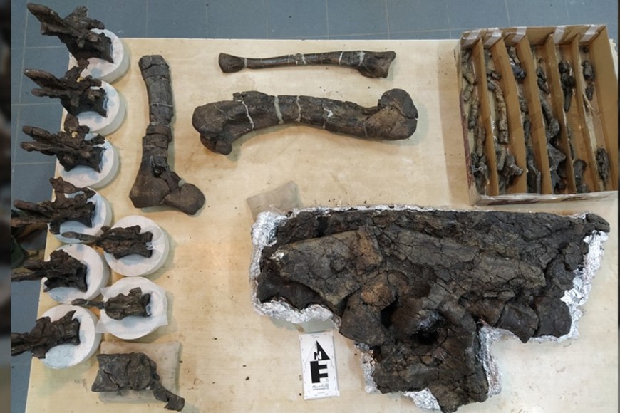 Restos fósiles de Koleken inakayali. Crédito: Amalia Villafañe