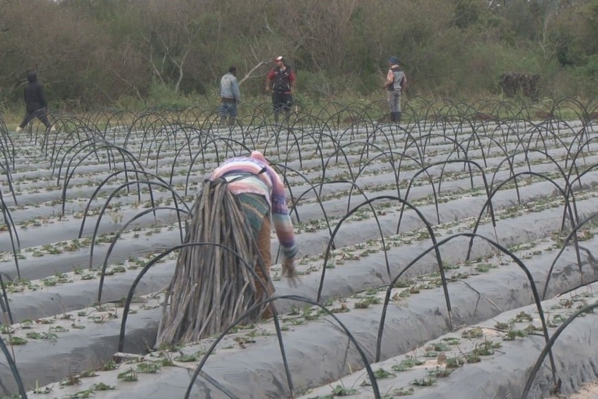 Empleados rurales trabajando en las plantas que de a poco se preparan para un desafiante año. Esta quinta, Fresas Corondinas, perdió casi todo con el granizo de 2023.