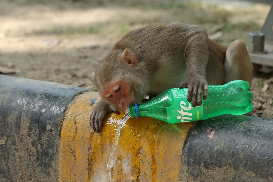 A monkey drinks an aerated drink on a pavement ahead of the G20 Summit in New Delhi, India, September 4, 2023. REUTERS/Anushree Fadnavis