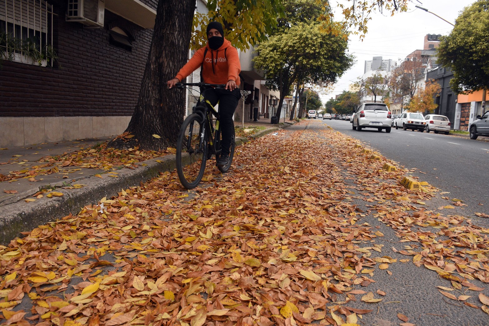 Los fresnos le dan vida al otoño. Es una de las caducifolias que pueblan la ciudad, sus hojas ocre alfombran las veredas y llenan de color los primeros días de frío.