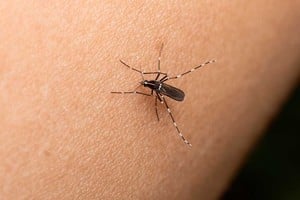 La prevención durante todo el año, que incluye el descacharrado y la higiene de desagües, resulta fundamental para evitar la expansión de la enfermedad que se transmite por la picadura del mosquito Aedes aegypti y esta última temporada alcanzó una cifra récord en el país y también en Santa Fe.