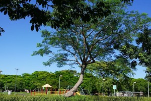 El Plan de Forestación del municipio será presentado este jueves en el Parque Federal. Foto: Fernando Nicola