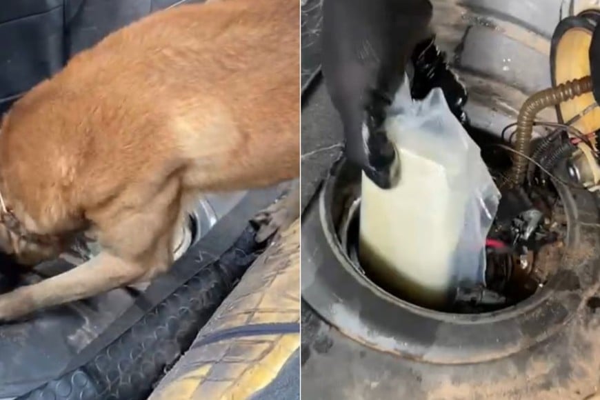 El can detector de narcóticos reaccionó al olfatear el baúl y el tanque de combustible. Crédito: Gendarmería Nacional.