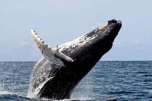 Cada año, el regreso de la temporada de ballenas a Santa Cruz es motivo de alegría y congregación.