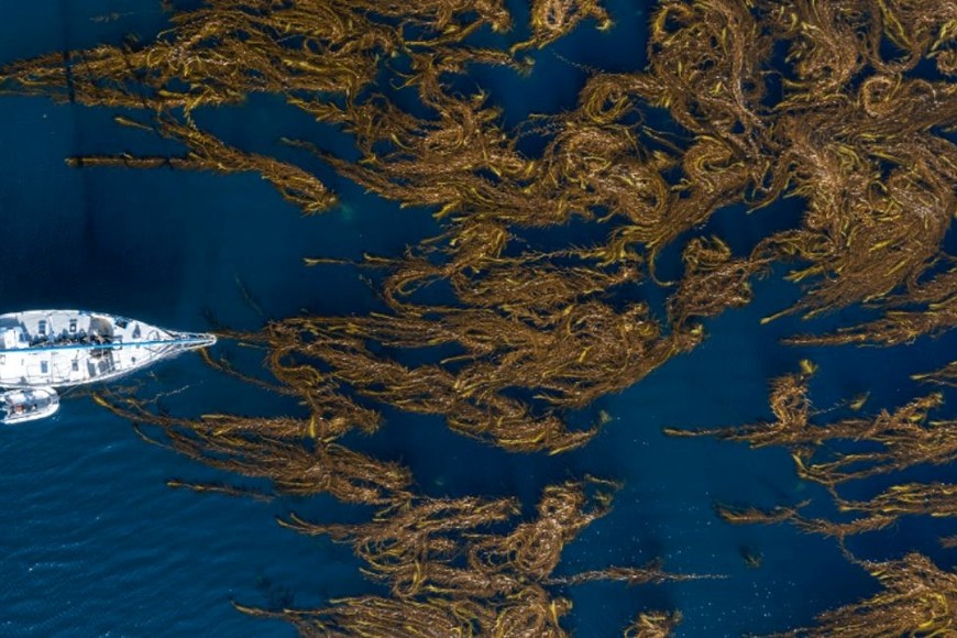 Bosques de Macroalgas de Tierra del Fuego, Argentina. Crédito: Cristian Lagger, Fundación Por el Mar.