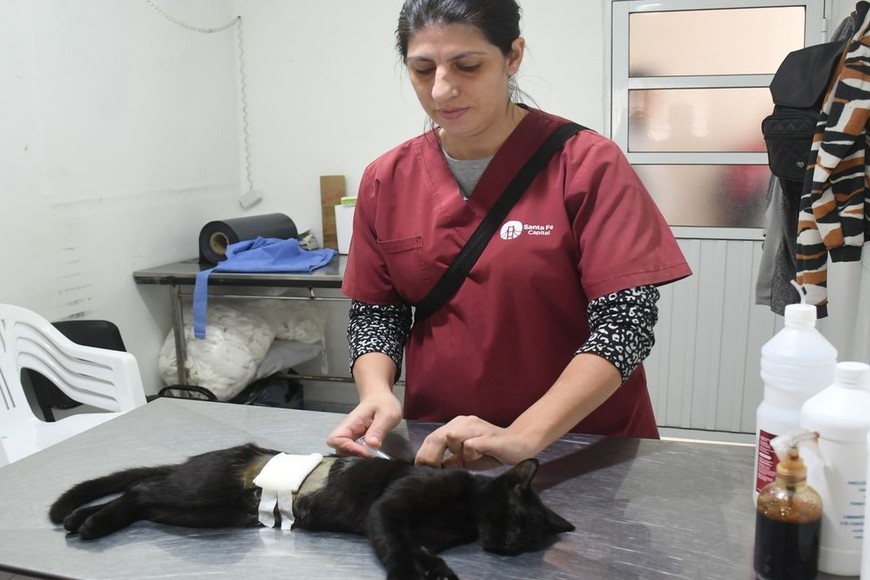En los dispositivos IMUSA Juan de Garay e IMUSA Jardín Botánico se realizaron 5.103 castraciones de animales de compañía y se aplicaron 10.038 vacunas antirrábicas. Foto: Flavio Raina