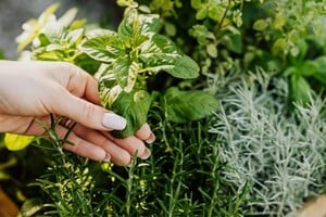 Estar rodeado de plantas puede mejorar tu bienestar general, creando un ambiente más relajante y saludable.