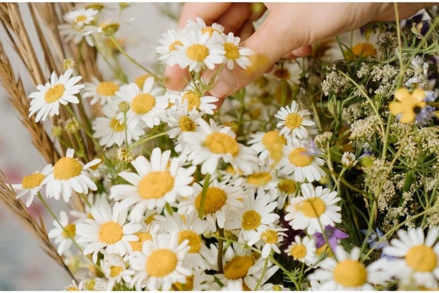 Las flores de manzanilla se pueden secar para hacer tés durante todo el año.