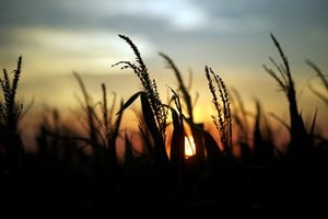 El especialista apuntó que la "caída del 1% del PBI anual en la última década" se explica por "el impacto al sector agrícola de sequías e inundaciones". Crédito: Reuters