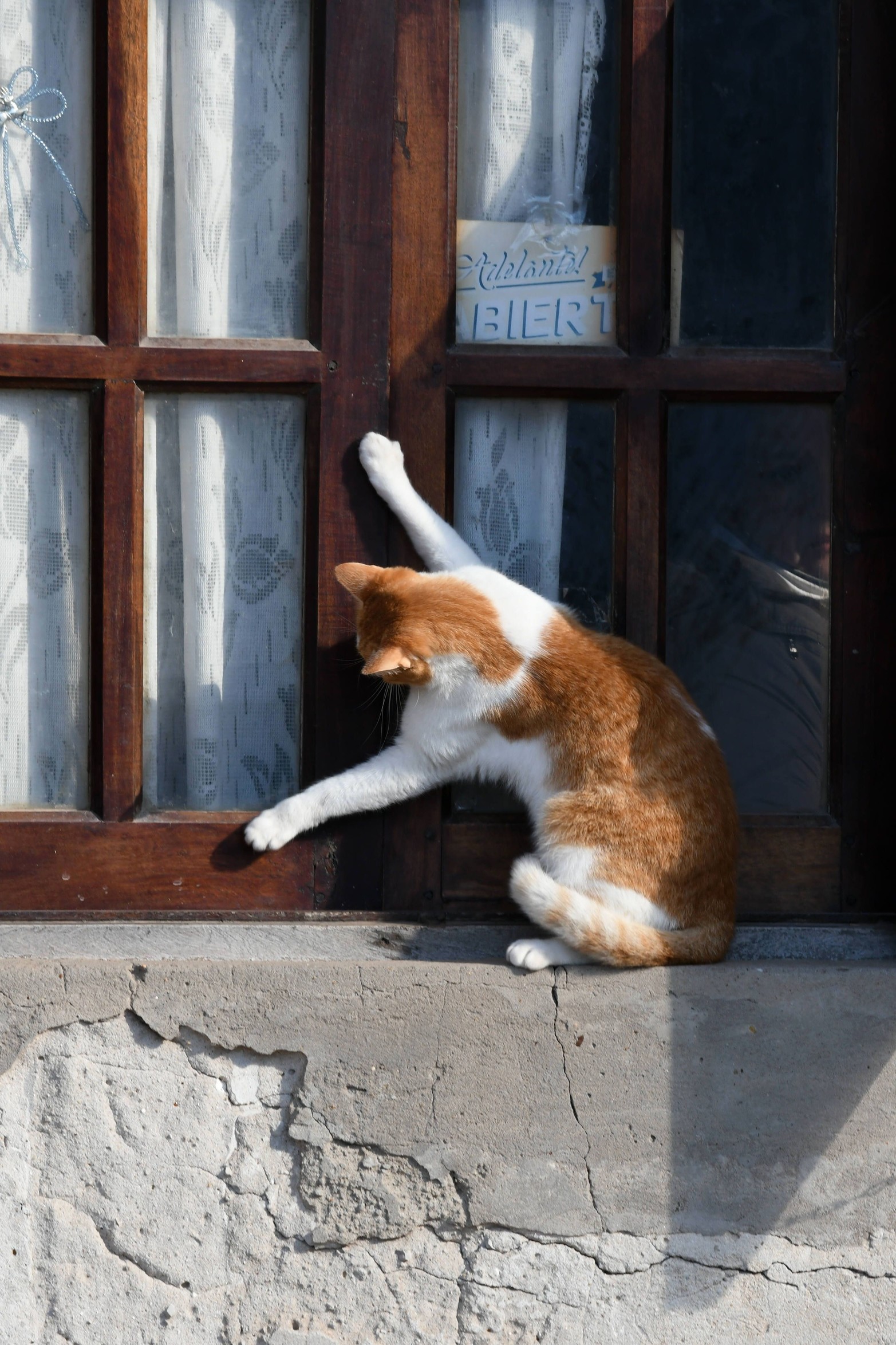 Quedó afuera. En barrio Santo Rosa de Lima el felino busca un lugar para volver a ingresar al domicilio. 