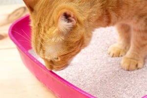 Se recomienda cambiar la arena del gato al menos una vez por semana para evitar olores desagradables.