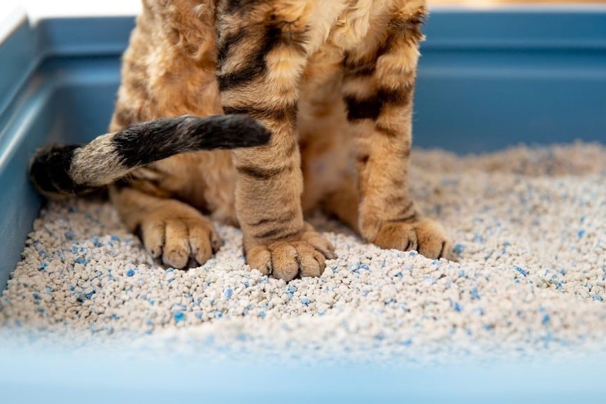 Es aconsejable adaptar la frecuencia del cambio según las necesidades particulares de tu gato y el tipo de arena que emplees.