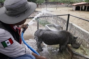 Personal del Zoológico de León, en el estado mexicano de Guanajuato, refresca con una manguera a un rinoceronte blanco