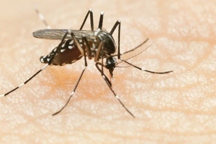 La frontera del Aedes aegypti, el mosquito transmisor del dengue, también se extiende debido al aumento de temperatura y las condiciones climáticas favorables para su expansión.