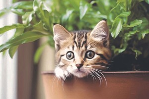 Convivir con mascotas en casa puede ser un desafío para nuestras plantas especialmente cuando son pequeños.