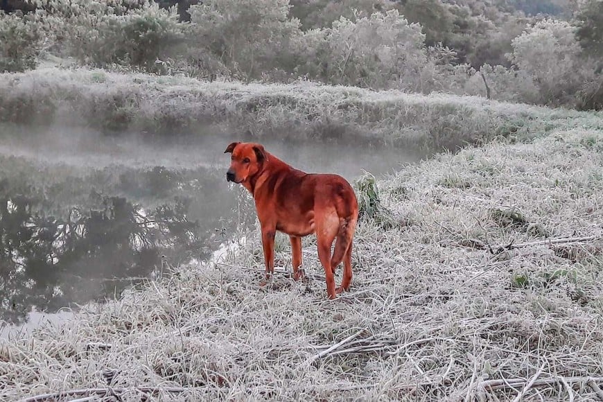 Los animales y el frío una constantes de las imágenes invernales. Foto: @krisna_puntel