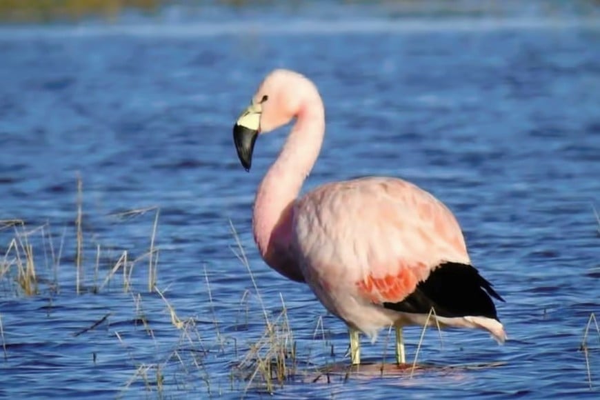 flamencos