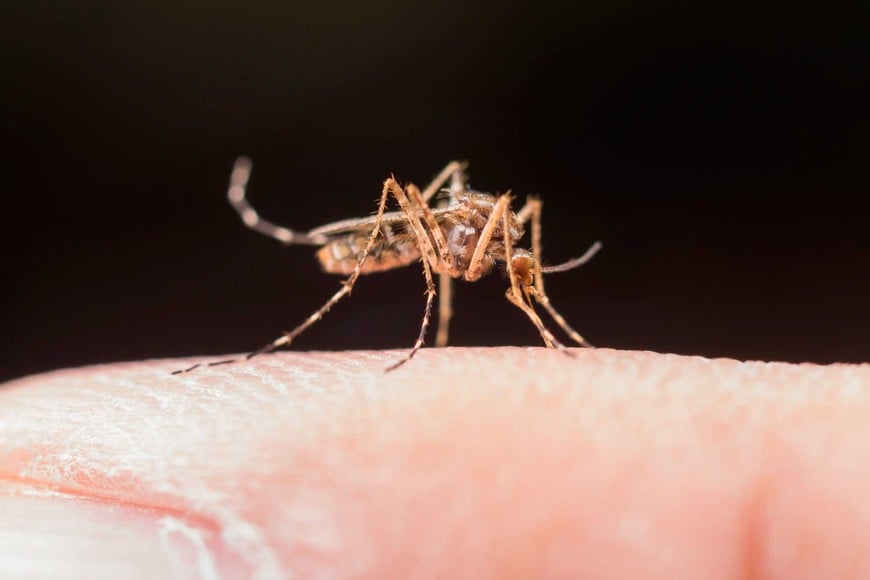 La frontera del Aedes aegypti, el mosquito transmisor del dengue, también se extiende debido al aumento de temperatura y las condiciones climáticas favorables para su expansión.