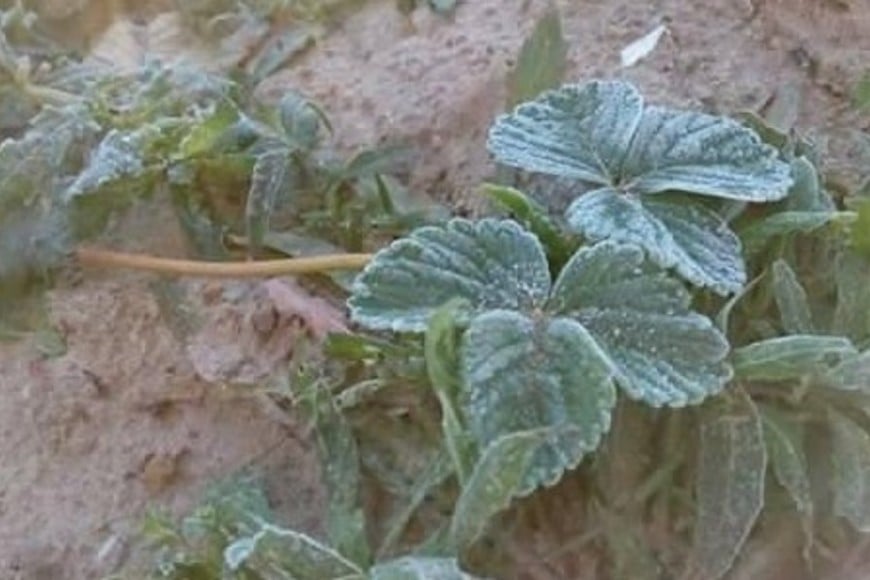 Las heladas afectaron a cada quinta, de acuerdo con la cobertura, las variedades, la ubicación y el momento en que se pusieron en tierra los plantines.