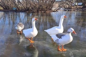 El Lago del Fuerte se congeló en Tandil y los patos caminaban por la superficie del agua congelada. Gentileza: El Eco de Tandil