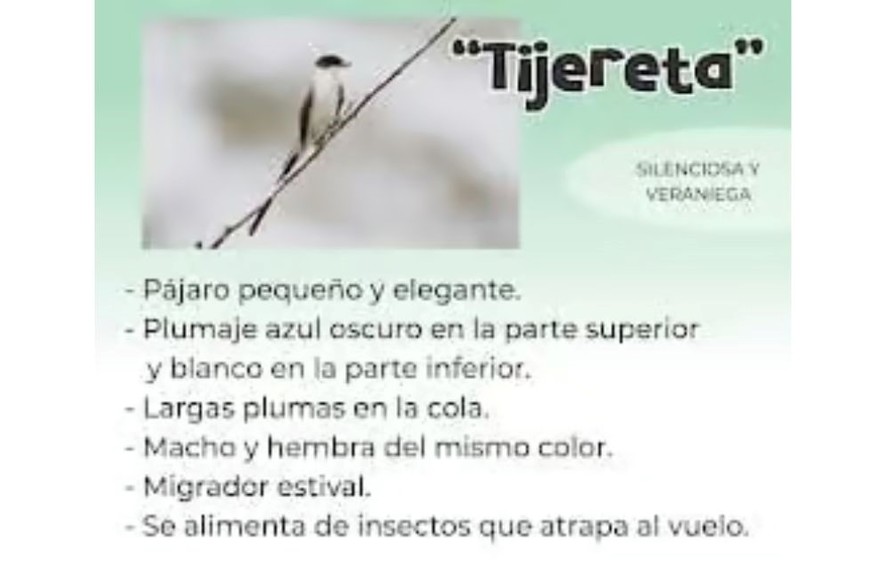 Tijereta. Foto: Municipalidad de Firmat.