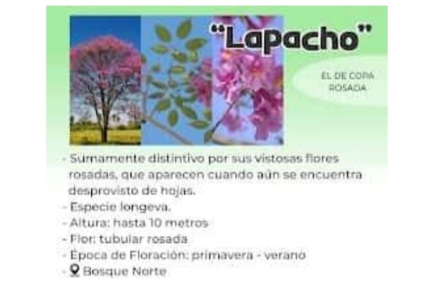 Lapacho. Foto: Municipalidad de Firmat.