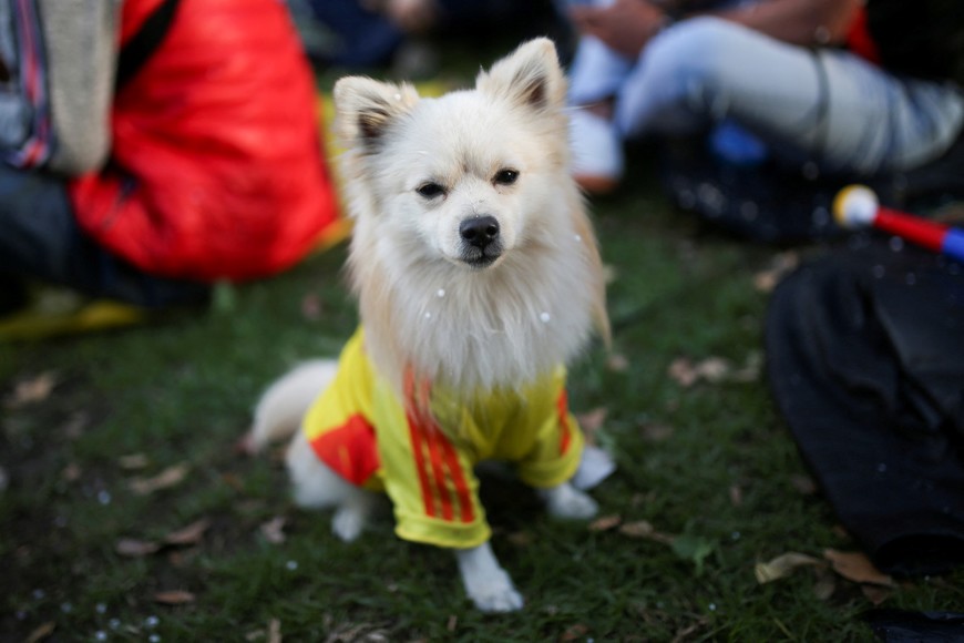 A dog wears the Colombia team shirt before the Copa America semi-final match between Colombia and Uruguay, at Parque de la 93, in Bogota, Colombia July 10, 2024. REUTERS/Luisa Gonzalez