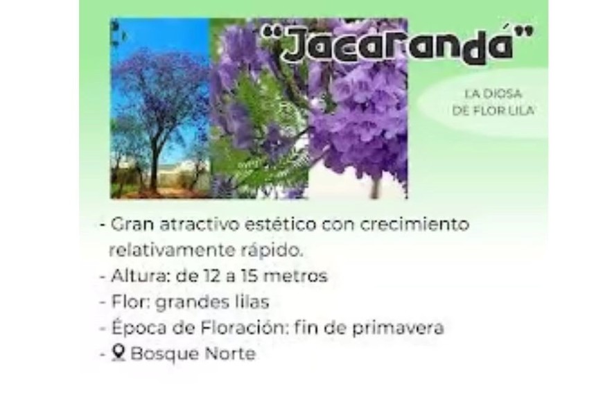 Jacarandá. Foto: Municipalidad de Firmat.