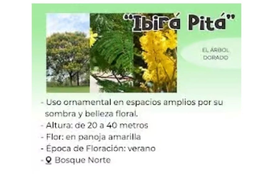 Ibirá Pitá. Foto: Municipalidad de Firmat.