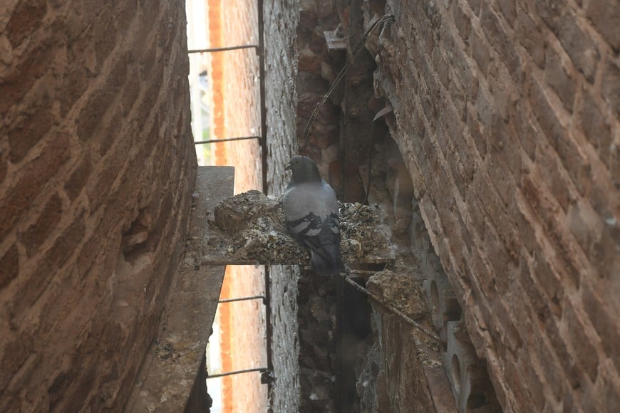 Otra mejora será la colocación de redes para que las palomas no ingresen y permanezcan en los intersticios exteriores del edificio. Crédito: Manuel Fabatía