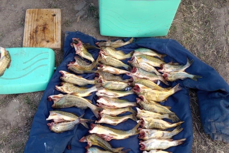Incautan centenares de pescados en diferentes operativos en la provincia de Santa Fe.