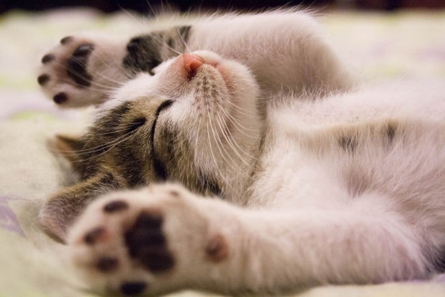 Observar a tu mascota moverse o hacer ruidos mientras duerme puede ser una señal de que está soñando.