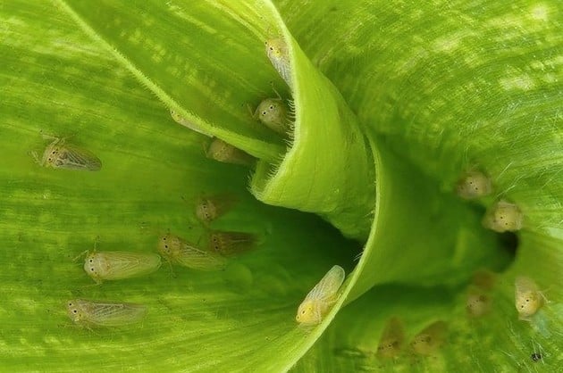 Con la amenaza de la chicharrita bajo control y condiciones climáticas y económicas óptimas, la campaña de maíz tardío se perfila con un fuerte impulso