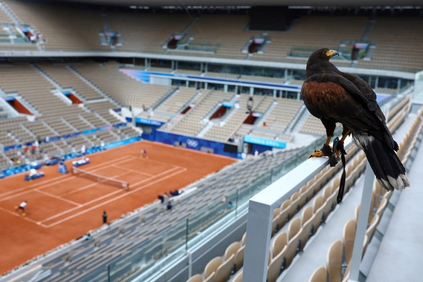 Paris 2024 Olympics - Tennis Training - Roland Garros Stadium, Paris, France - July 24, 2024.
General view of a pigeon hunting falcon inside the court. REUTERS/Edgar Su
